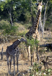 Thorndicraft Giraffes
